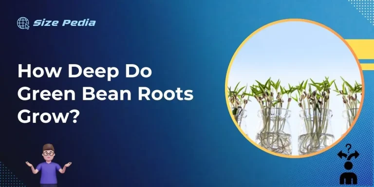 How Deep Do Green Bean Roots Grow?