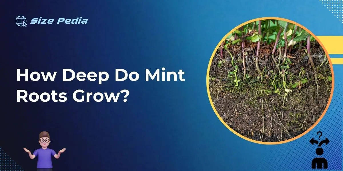 How Deep Do Mint Roots Grow: Essential Planting Insights