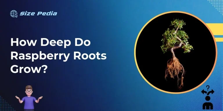 How Deep Do Raspberry Roots Grow?