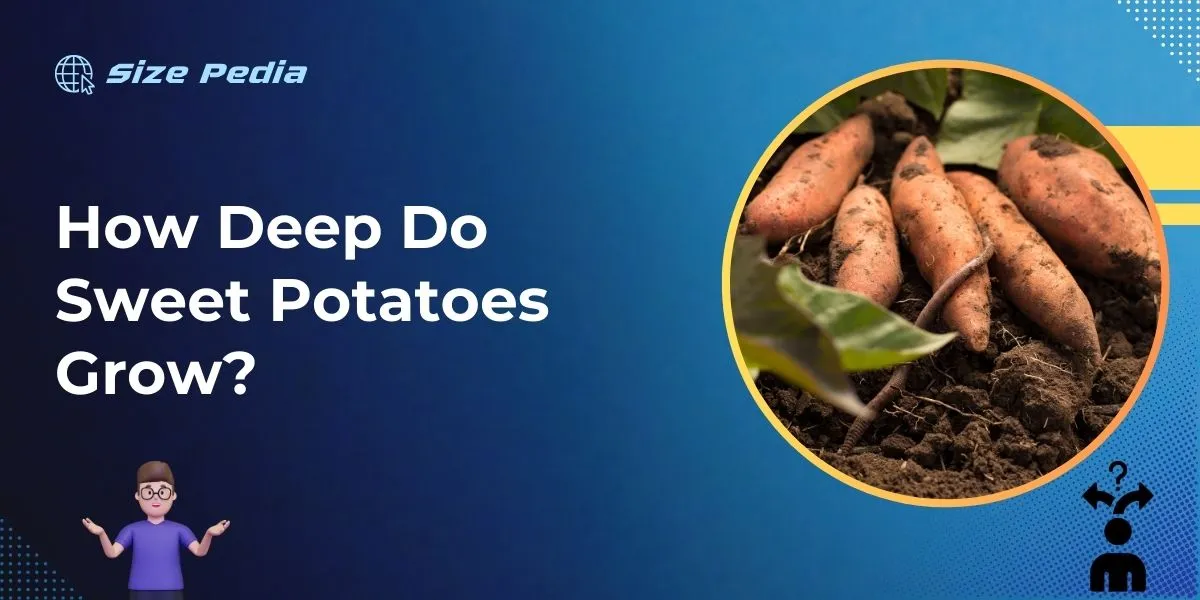 How Deep Do Sweet Potatoes Grow?