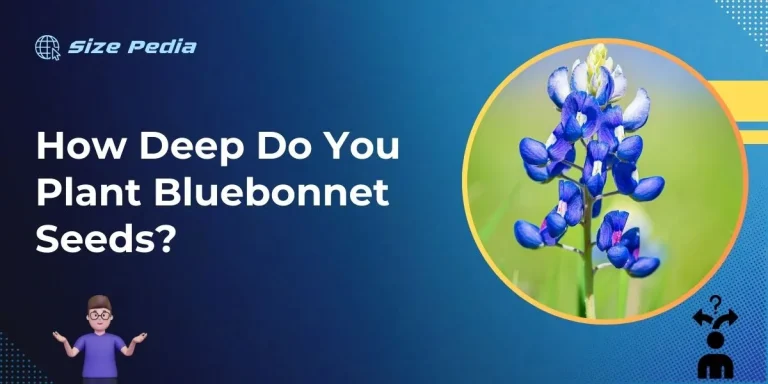 How Deep Do You Plant Bluebonnet Seeds?