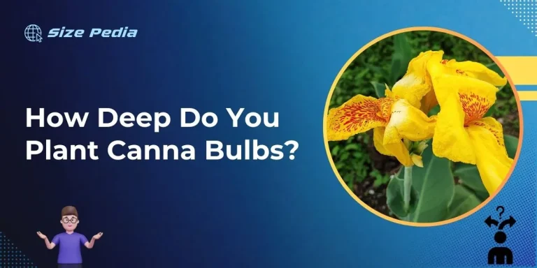 How Deep Do You Plant Canna Bulbs?