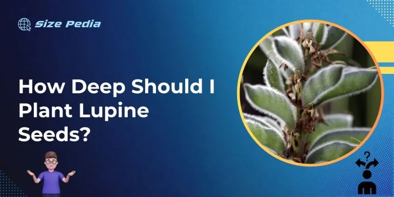 How Deep Should I Plant Lupine Seeds?