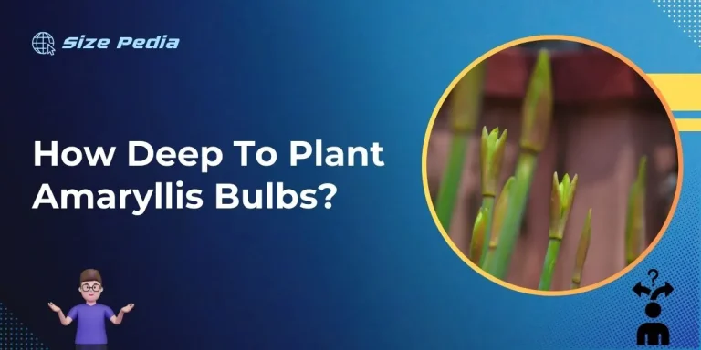 How Deep to Plant Amaryllis Bulbs?