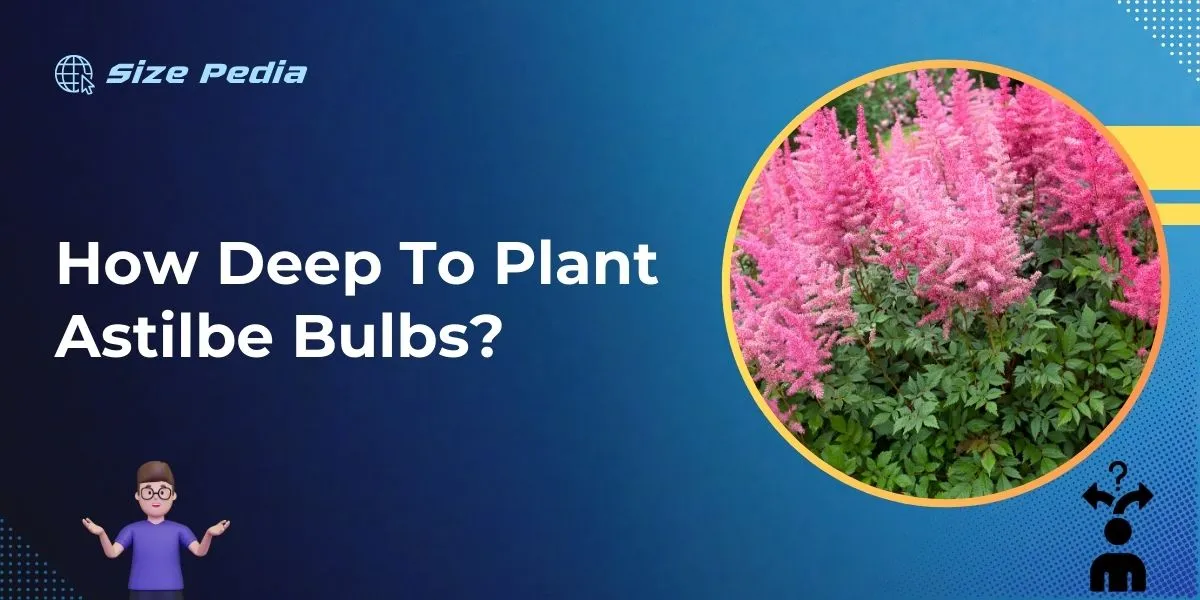 How Deep to Plant Astilbe Bulbs?