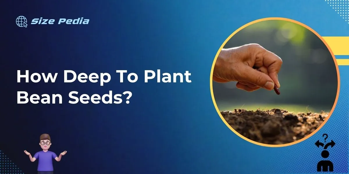 How Deep to Plant Bean Seeds?