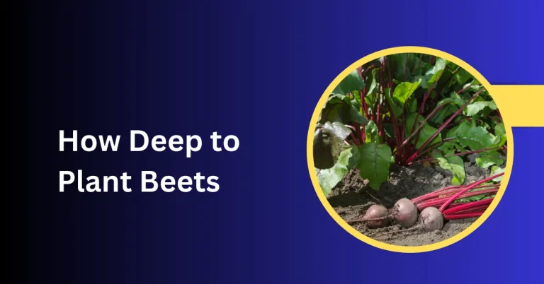 How Deep To Plant Beets