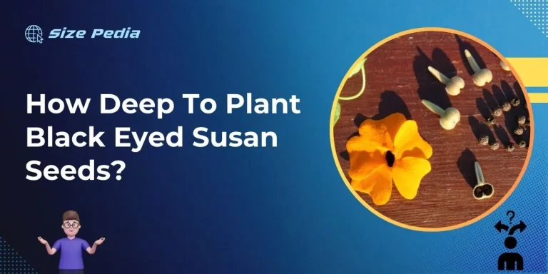 How Deep to Plant Black Eyed Susan Seeds?