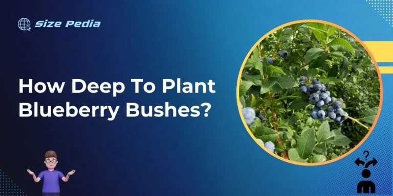 How Deep to Plant Blueberry Bushes?