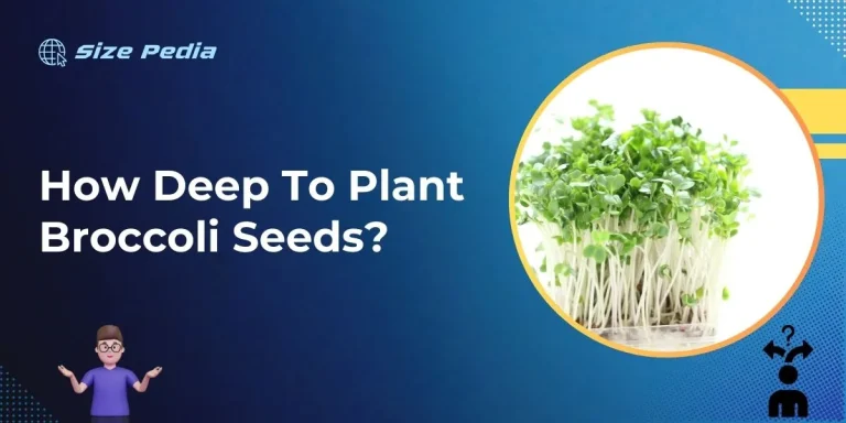 How Deep to Plant Broccoli Seeds?