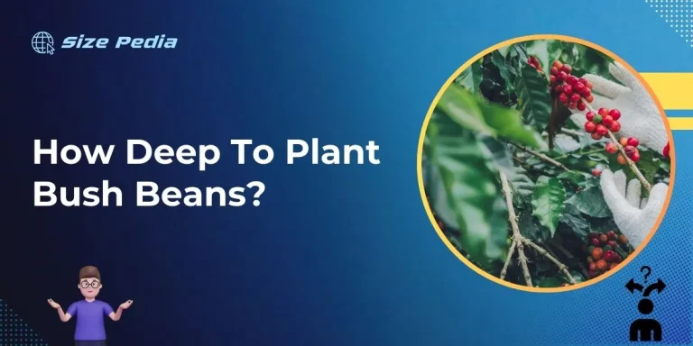 How Deep to Plant Bush Beans?