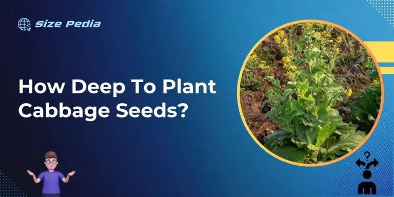 How Deep to Plant Cabbage Seeds?