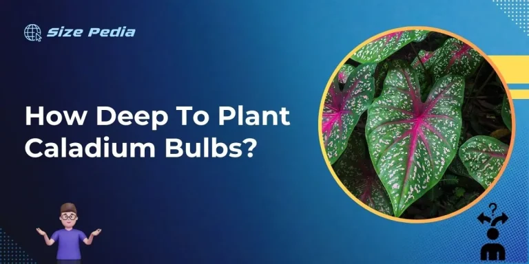 How Deep to Plant Caladium Bulbs?