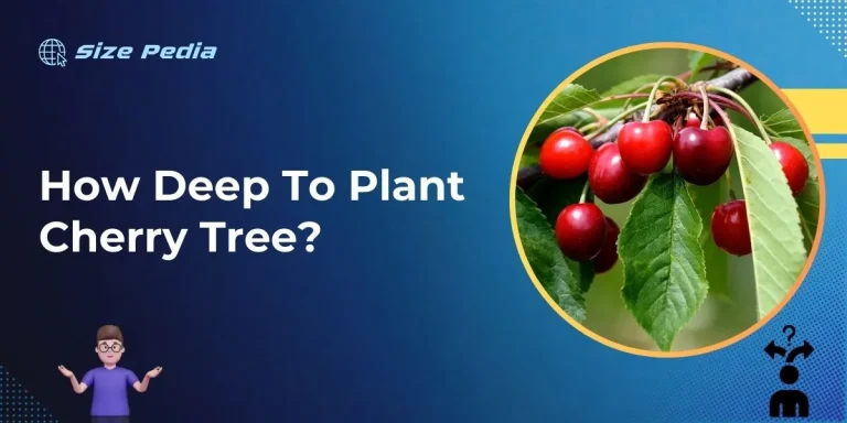 How Deep to Plant Cherry Tree: Essential Tips for Success