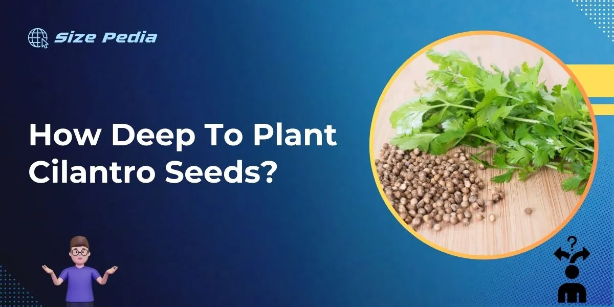 How Deep to Plant Cilantro Seeds?