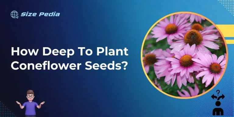 How Deep to Plant Coneflower Seeds?