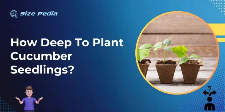 How Deep to Plant Cucumber Seedlings?