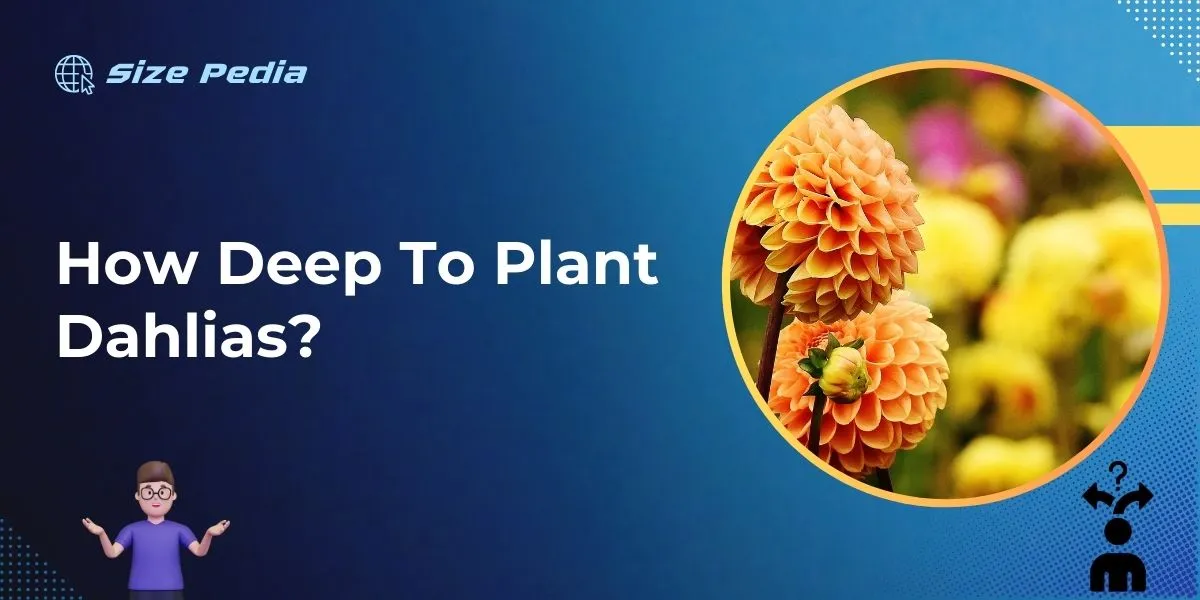 How Deep to Plant Dahlias?