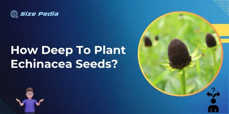 How Deep to Plant Echinacea Seeds?