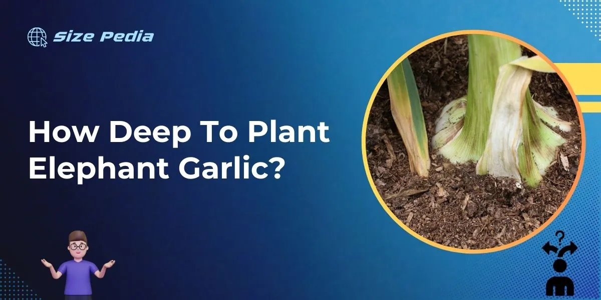 How Deep to Plant Elephant Garlic?