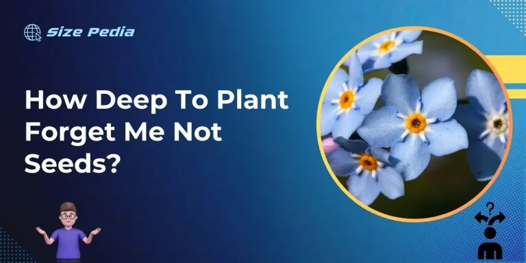 How Deep to Plant Forget Me Not Seeds?