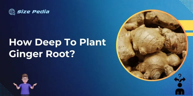 How Deep to Plant Ginger Root?