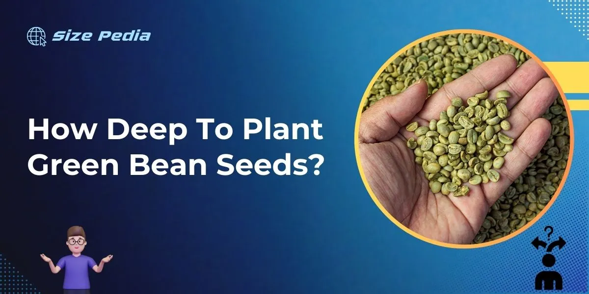 How Deep to Plant Green Bean Seeds?