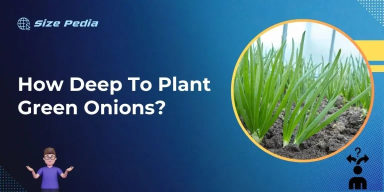 How Deep to Plant Green Onions?