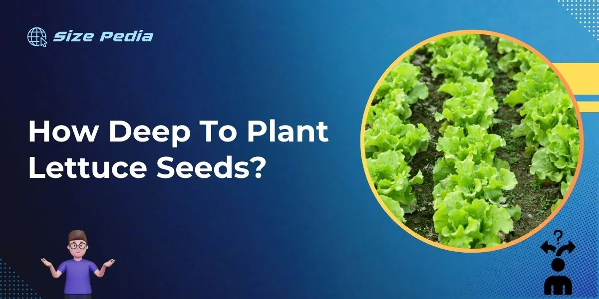 How Deep to Plant Lettuce Seeds?