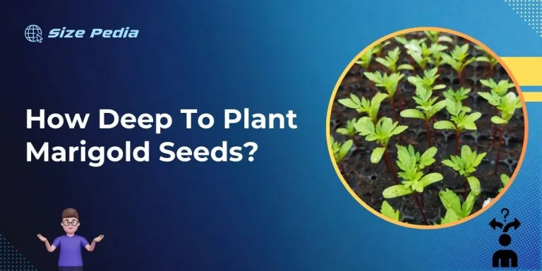 How Deep to Plant Marigold Seeds?