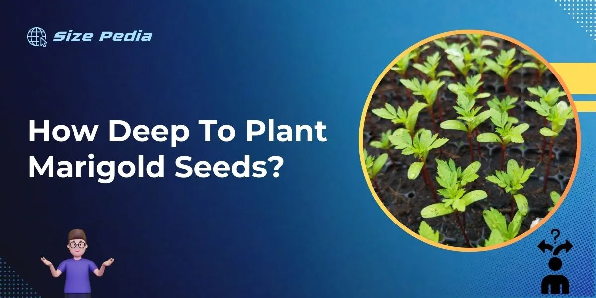 How Deep to Plant Marigold Seeds?