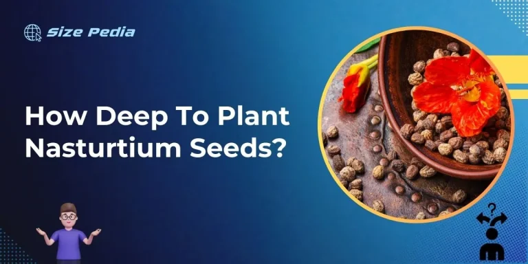 How Deep to Plant Nasturtium Seeds?