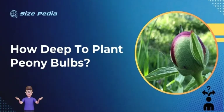 How Deep to Plant Peony Bulbs?