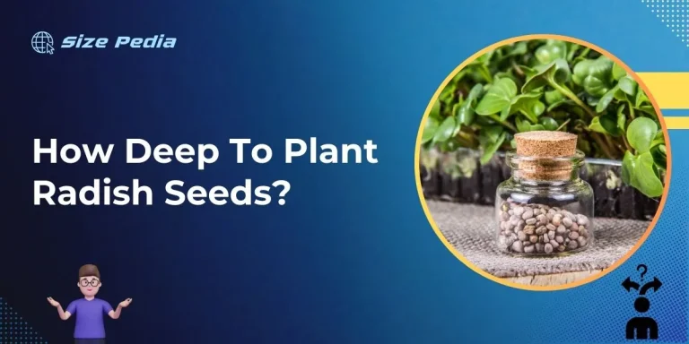 How Deep to Plant Radish Seeds?