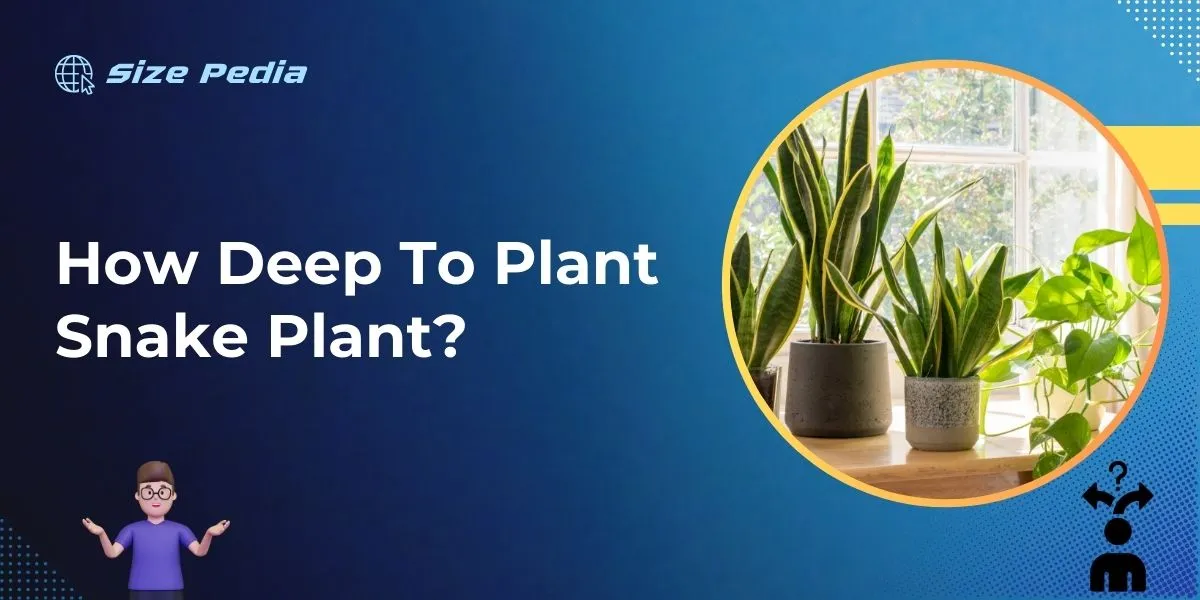 How Deep to Plant Snake Plant?