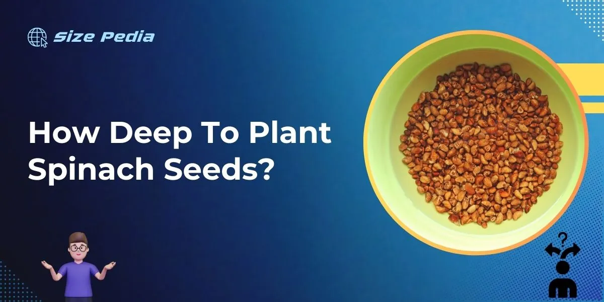 How Deep to Plant Spinach Seeds?