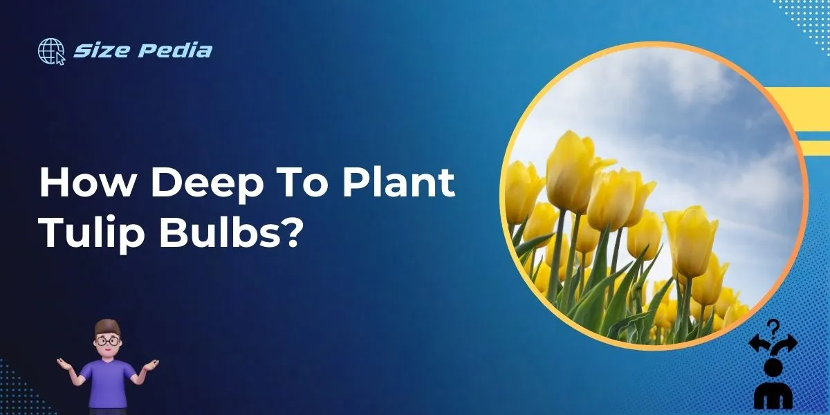 How Deep to Plant Tulip Bulbs?