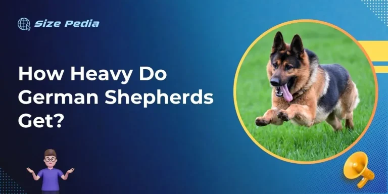 How Heavy Do German Shepherds Get?