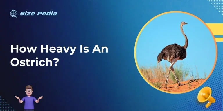 How Heavy is an Ostrich?