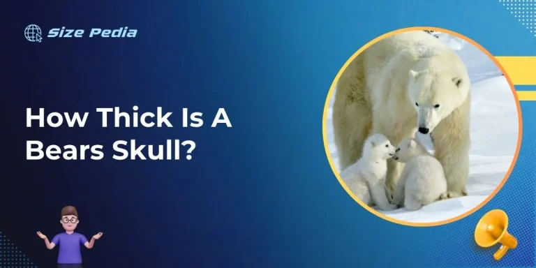 How Thick Is A Bears Skull?