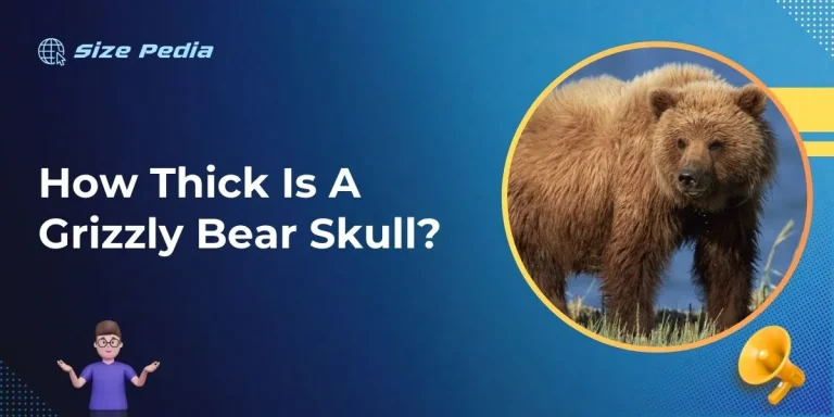 How Thick Is A Grizzly Bear Skull?