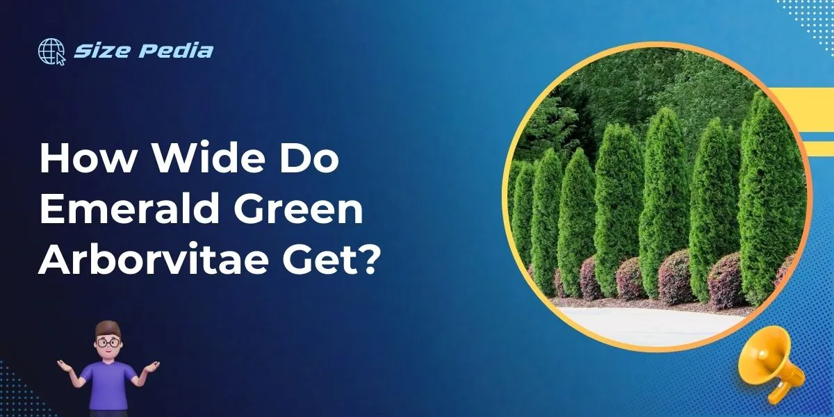 How Wide Do Emerald Green Arborvitae Get?