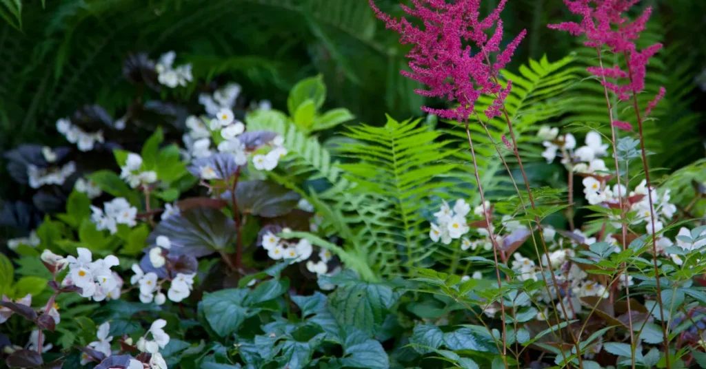 Identifying Astilbe Bulbs