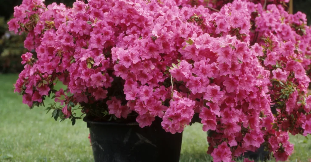 Identifying The Ideal Depth For Azaleas