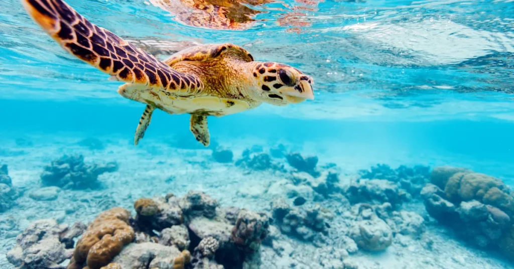 Impact Of Depth On Sea Turtle Behavior