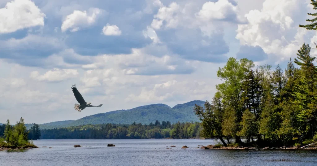 Lake Ecosystem And Marine Life