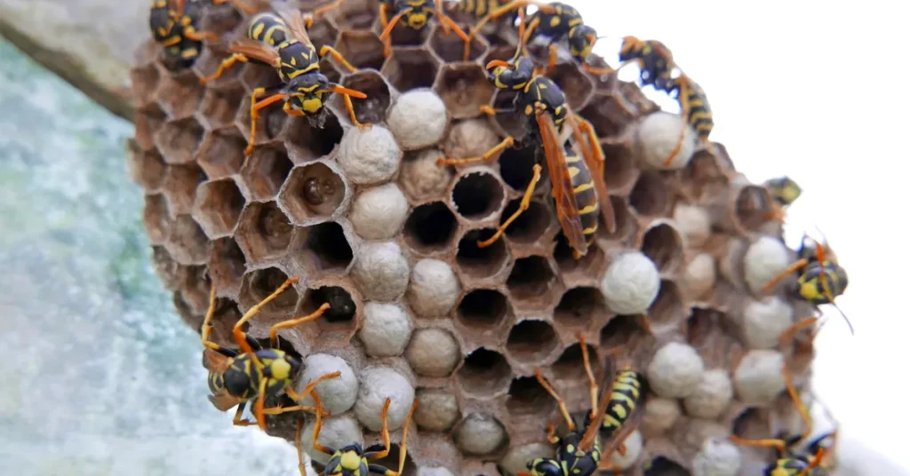 Life Inside The Yellow Jacket Nest