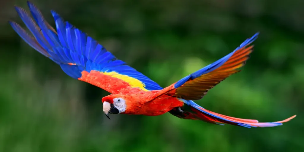 Macaw Weight Variations