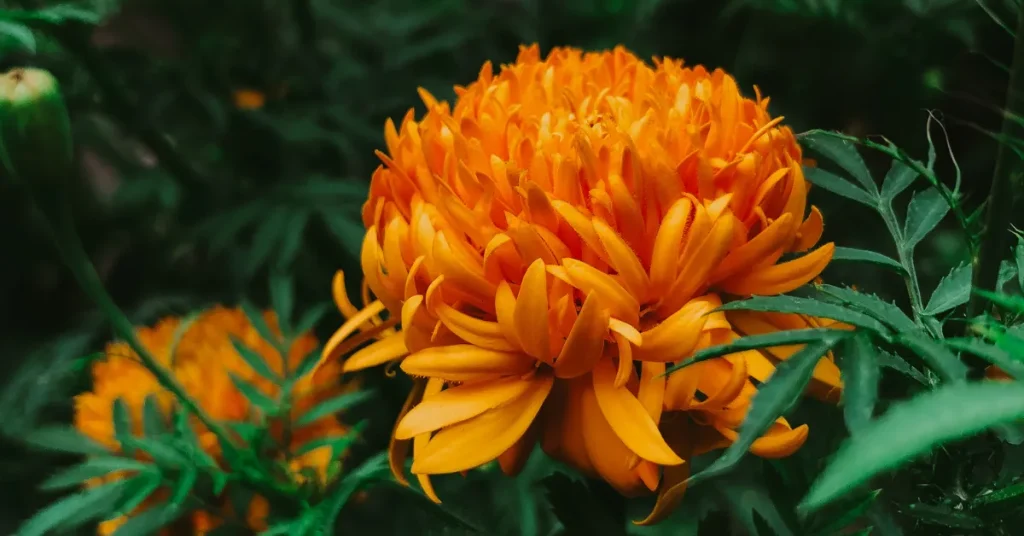 Marigold Seed Depth Essentials