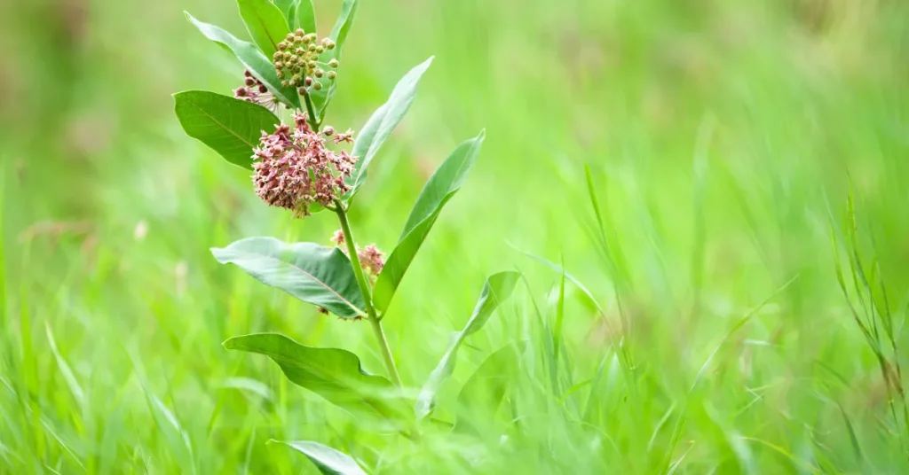 Maximizing Milkweed Growth